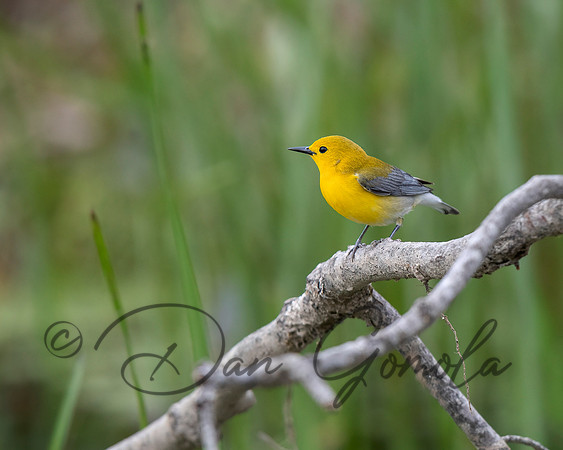 Prothonotary Warbler