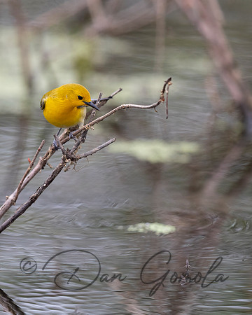 Prothonotary Warbler