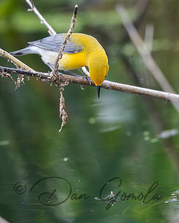 Prothonotary Warbler