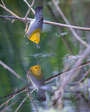 Prothonotary Warbler