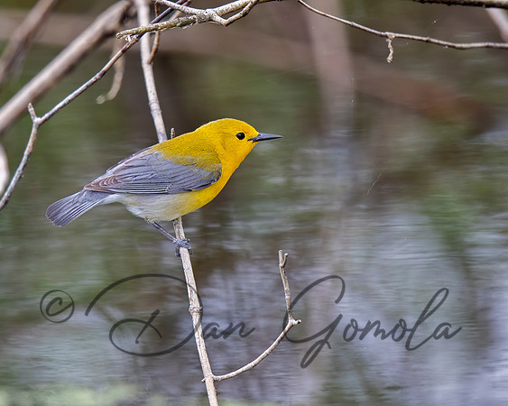 Prothonotary Warbler