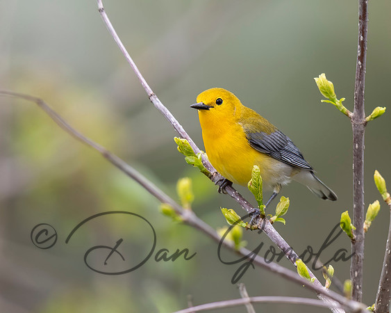Prothonotary Warbler