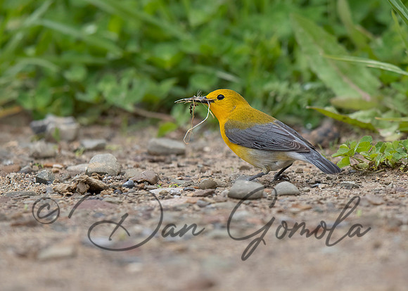 Prothonotary Warbler