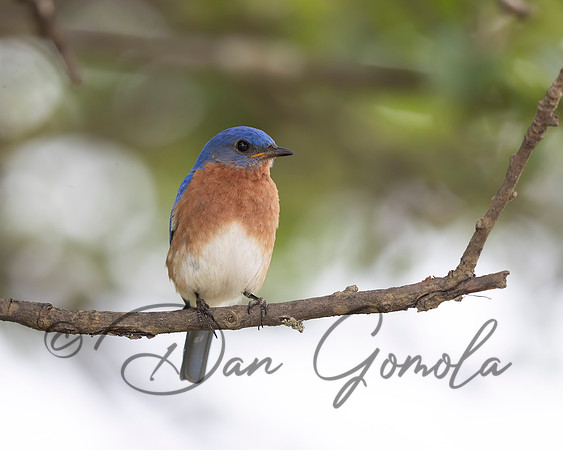 Eastern Bluebird