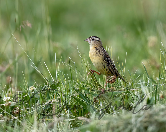 Bobolink