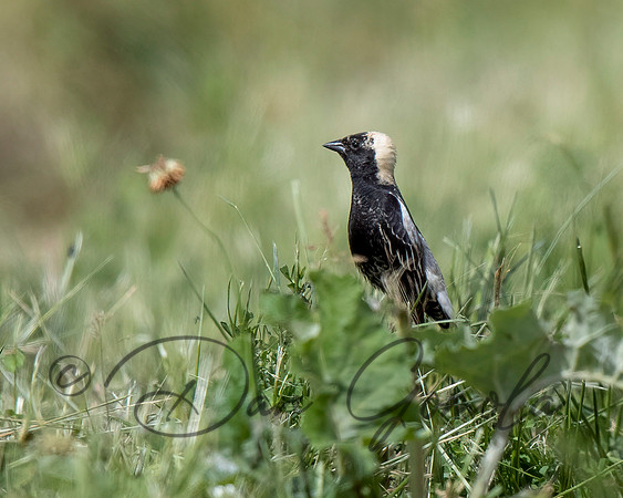 Bobolink