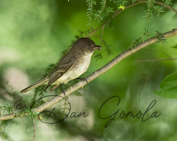 Eastern Phoebe