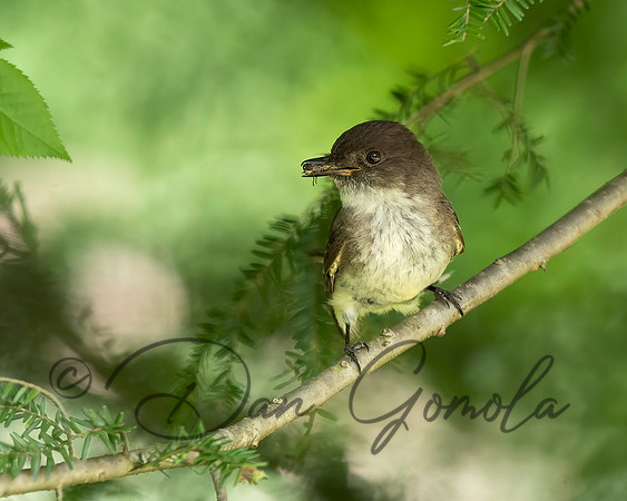 Eastern Phoebe