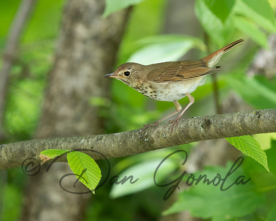 Ovenbird