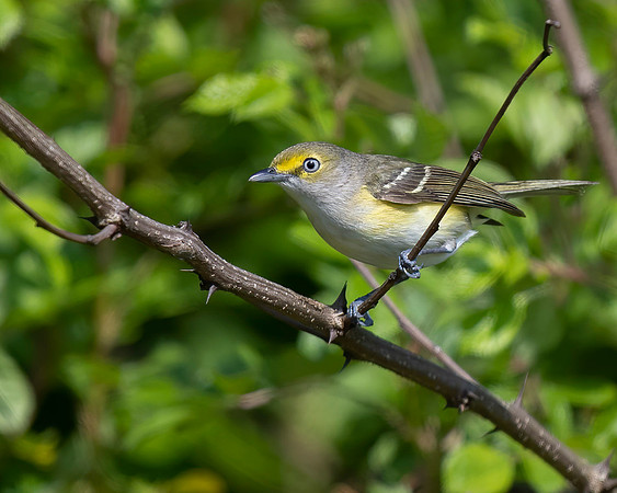 White-eyed Vireo