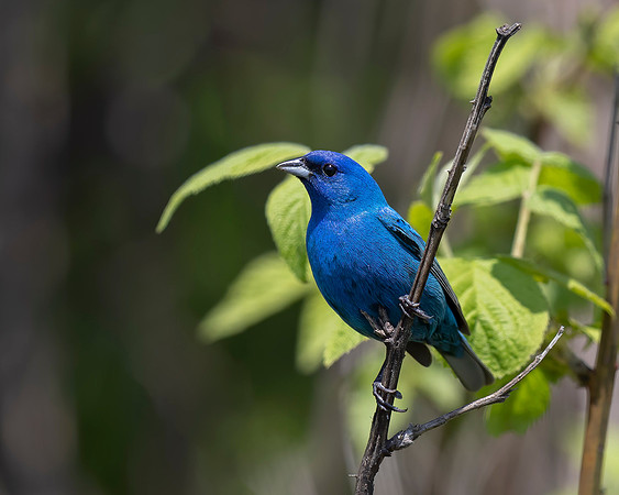 Indigo Bunting