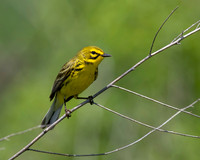 Prairie Warbler