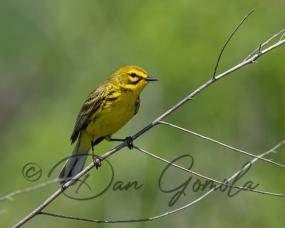 Praire Warbler