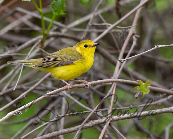 Hooded Warbler