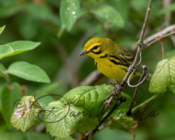 Prairie Warbler