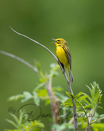 Prairie Warbler