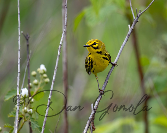 Prairie Warbler