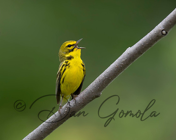 Prairie Warbler