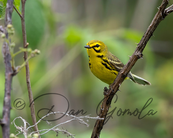 Prairie Warbler