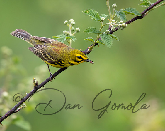 Prairie Warbler