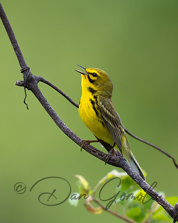 Prairie Warbler
