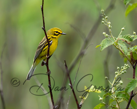 Prairie Warbler