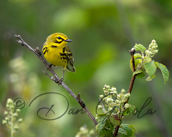 Prairie Warbler