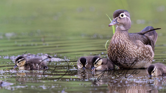Wood Duck