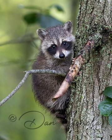 Raccoon