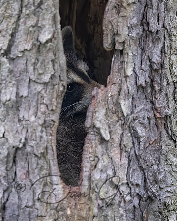 Raccoon