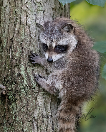 Raccoon
