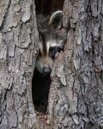 Raccoon