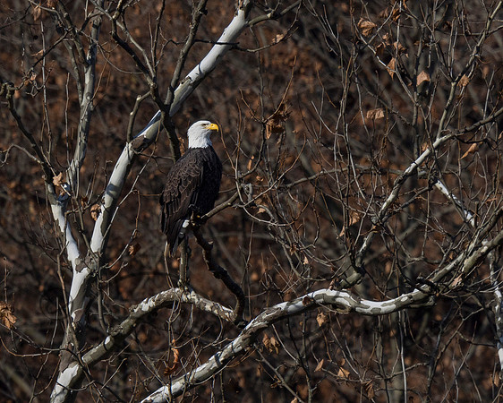 Bald Eagle