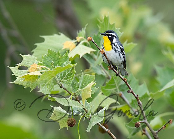 Yellow-throated Warbler