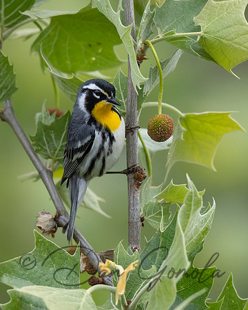 Yellow-throated Warbler