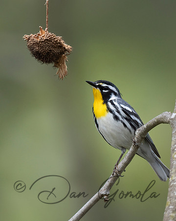 Yellow-throated Warbler