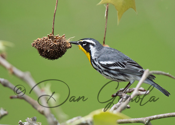 Yellow-throated Warbler