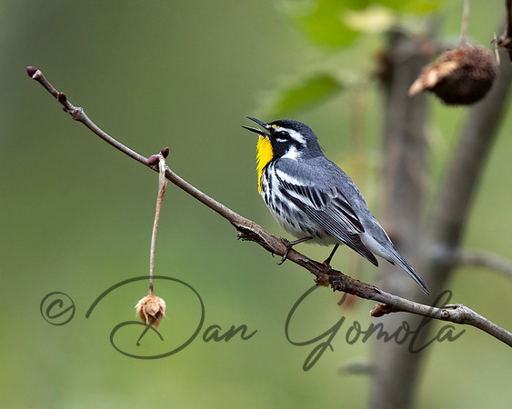 Yellow-throated Warbler