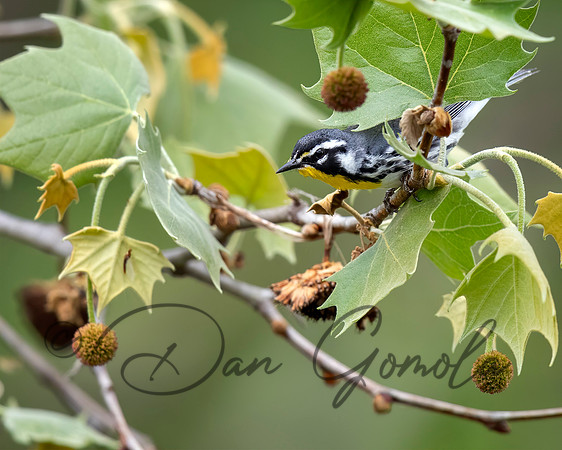 Yellow-throated Warbler