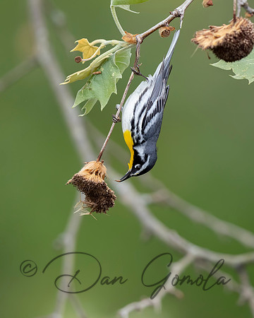 Yellow-throated Warbler