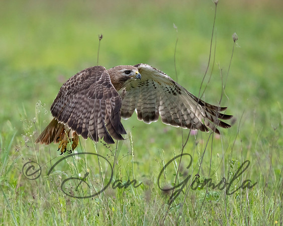 Red-tailed Hawk