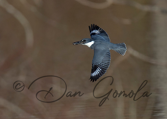 Belted Kingfisher