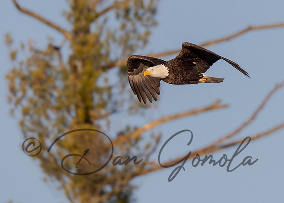 Bald Eagle