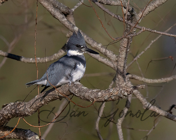 Belted Kingfisher