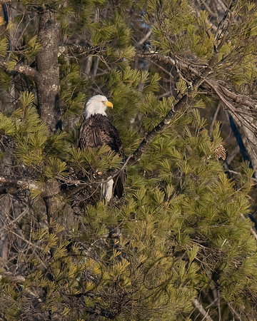 Bald Eagle
