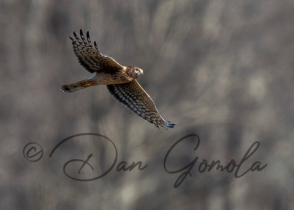 Northern Harrier