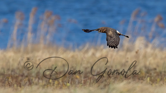 Northern Harrier