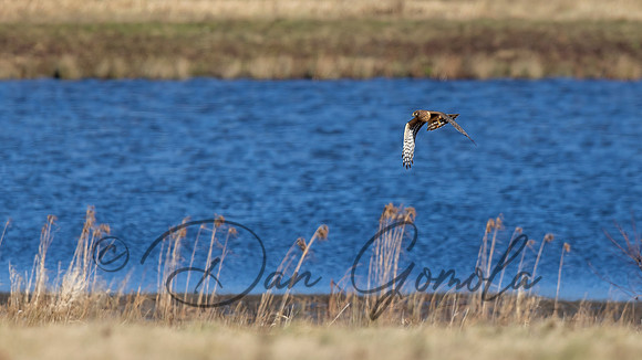 Northern Harrier