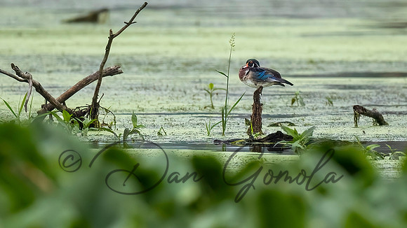 Wood Duck