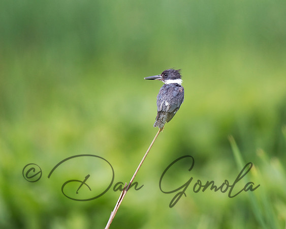 Belted Kingfisher